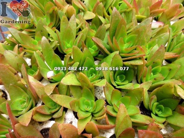 Cây Sen Đá – Ý Nghĩa, Cách Chăm Sóc & Mua Bán Sỉ Lẻ Giá Tốt Tại TP.HCM