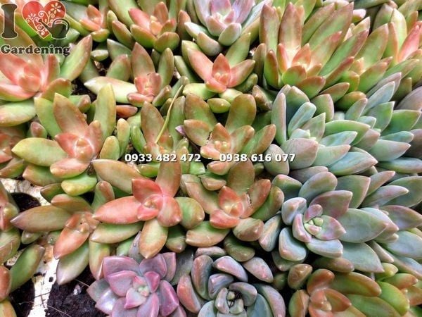 Cây Sen Đá – Ý Nghĩa, Cách Chăm Sóc & Mua Bán Sỉ Lẻ Giá Tốt Tại TP.HCM
