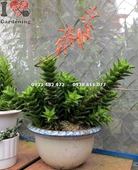 Cây Sen Đá Hàm Cá Mập – Ý Nghĩa, Cách Chăm Sóc & Mua Bán Sỉ Lẻ Giá Tốt Tại TP.HCM