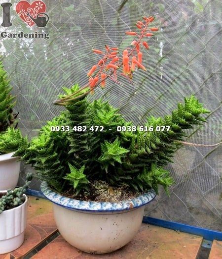 Cây Sen Đá Hàm Cá Mập – Ý Nghĩa, Cách Chăm Sóc & Mua Bán Sỉ Lẻ Giá Tốt Tại TP.HCM