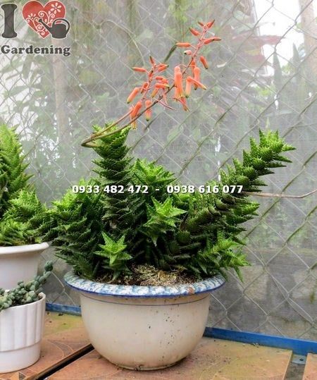 Cây Sen Đá Hàm Cá Mập – Ý Nghĩa, Cách Chăm Sóc & Mua Bán Sỉ Lẻ Giá Tốt Tại TP.HCM