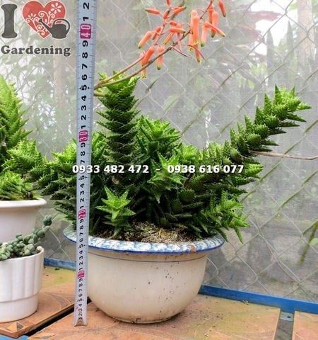 Cây Sen Đá Hàm Cá Mập – Ý Nghĩa, Cách Chăm Sóc & Mua Bán Sỉ Lẻ Giá Tốt Tại TP.HCM