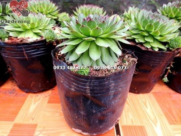 Cây Sen Đá Phật Bà – Ý Nghĩa, Cách Chăm Sóc & Mua Bán Sỉ Lẻ Giá Tốt Tại TP.HCM