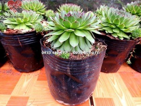 Cây Sen Đá Phật Bà – Ý Nghĩa, Cách Chăm Sóc & Mua Bán Sỉ Lẻ Giá Tốt Tại TP.HCM