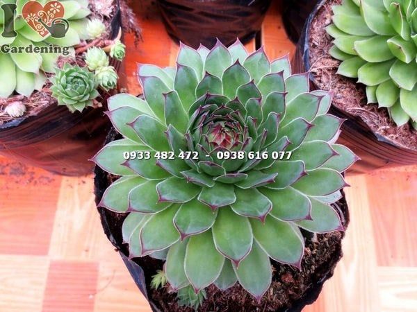 Cây Sen Đá Phật Bà – Ý Nghĩa, Cách Chăm Sóc & Mua Bán Sỉ Lẻ Giá Tốt Tại TP.HCM