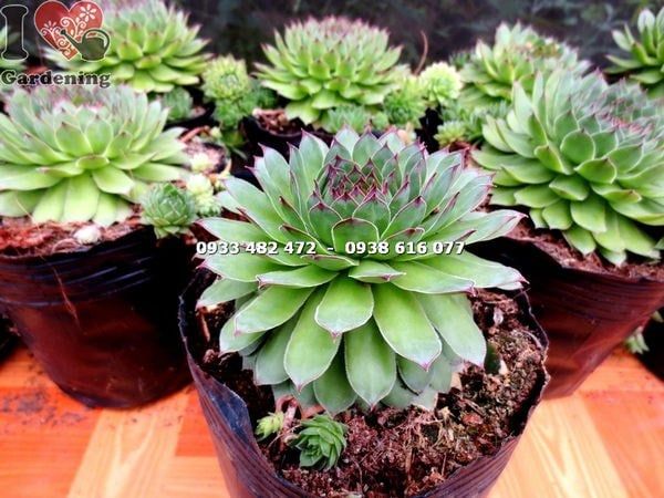 Cây Sen Đá Phật Bà – Ý Nghĩa, Cách Chăm Sóc & Mua Bán Sỉ Lẻ Giá Tốt Tại TP.HCM