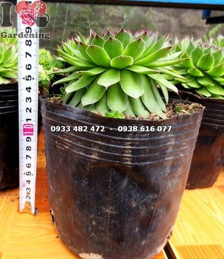 Cây Sen Đá Phật Bà – Ý Nghĩa, Cách Chăm Sóc & Mua Bán Sỉ Lẻ Giá Tốt Tại TP.HCM