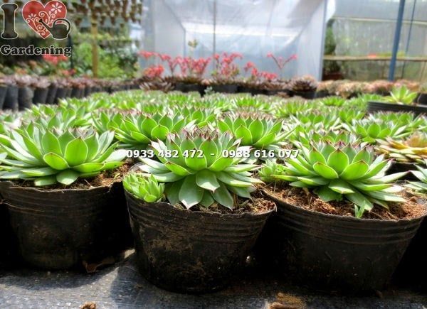 Cây Sen Đá Phật Bà – Ý Nghĩa, Cách Chăm Sóc & Mua Bán Sỉ Lẻ Giá Tốt Tại TP.HCM