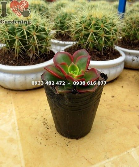 Cây Sen Nâu – Ý Nghĩa, Cách Chăm Sóc & Mua Bán Sỉ Lẻ Giá Tốt Tại TP.HCM