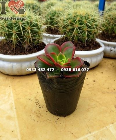 Cây Sen Nâu – Ý Nghĩa, Cách Chăm Sóc & Mua Bán Sỉ Lẻ Giá Tốt Tại TP.HCM