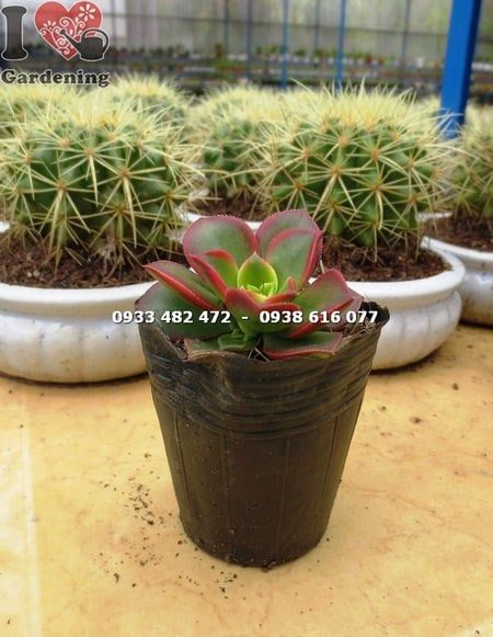 Cây Sen Nâu – Ý Nghĩa, Cách Chăm Sóc & Mua Bán Sỉ Lẻ Giá Tốt Tại TP.HCM