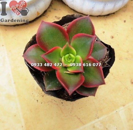 Cây Sen Nâu – Ý Nghĩa, Cách Chăm Sóc & Mua Bán Sỉ Lẻ Giá Tốt Tại TP.HCM