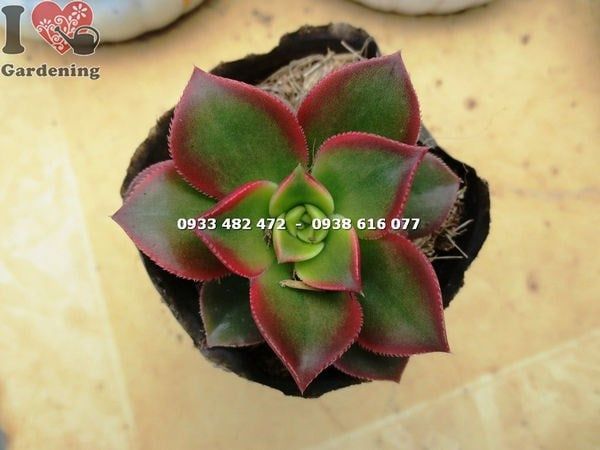 Cây Sen Nâu – Ý Nghĩa, Cách Chăm Sóc & Mua Bán Sỉ Lẻ Giá Tốt Tại TP.HCM