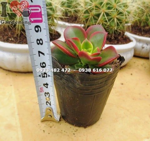 Cây Sen Nâu – Ý Nghĩa, Cách Chăm Sóc & Mua Bán Sỉ Lẻ Giá Tốt Tại TP.HCM