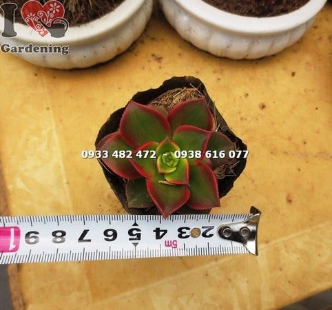 Cây Sen Nâu – Ý Nghĩa, Cách Chăm Sóc & Mua Bán Sỉ Lẻ Giá Tốt Tại TP.HCM