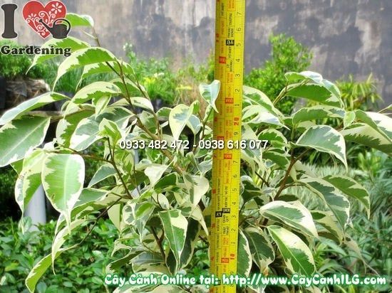 Cây Si Đốm – Ý Nghĩa, Cách Chăm Sóc & Mua Bán Sỉ Lẻ Giá Tốt Tại TP.HCM