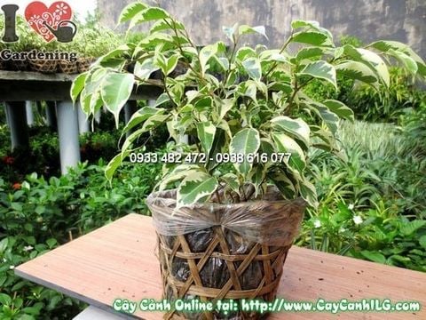 Cây Si Đốm – Ý Nghĩa, Cách Chăm Sóc & Mua Bán Sỉ Lẻ Giá Tốt Tại TP.HCM