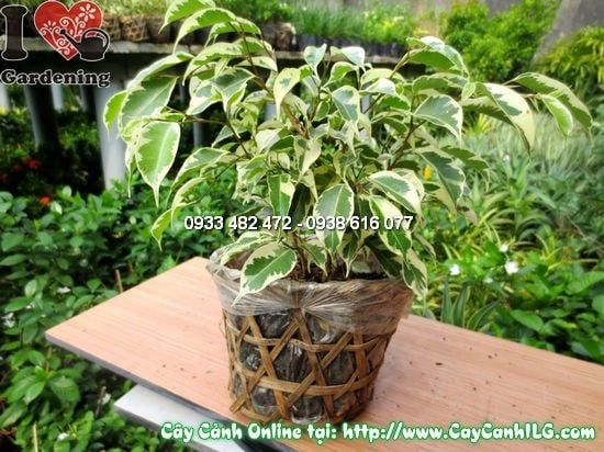 Cây Si Đốm – Ý Nghĩa, Cách Chăm Sóc & Mua Bán Sỉ Lẻ Giá Tốt Tại TP.HCM