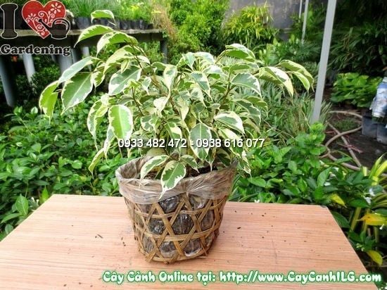 Cây Si Đốm – Ý Nghĩa, Cách Chăm Sóc & Mua Bán Sỉ Lẻ Giá Tốt Tại TP.HCM