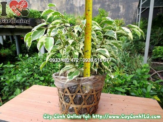 Cây Si Đốm – Ý Nghĩa, Cách Chăm Sóc & Mua Bán Sỉ Lẻ Giá Tốt Tại TP.HCM