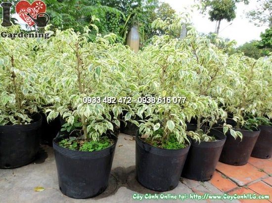 Cây Si Đốm – Ý Nghĩa, Cách Chăm Sóc & Mua Bán Sỉ Lẻ Giá Tốt Tại TP.HCM