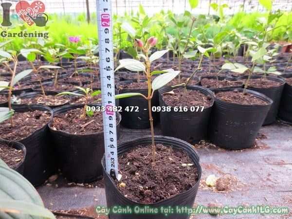 Cây Sim Thái – Ý Nghĩa, Cách Chăm Sóc & Mua Bán Sỉ Lẻ Giá Tốt Tại TP.HCM