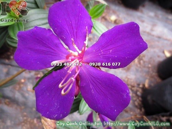 Cây Sim Thái – Ý Nghĩa, Cách Chăm Sóc & Mua Bán Sỉ Lẻ Giá Tốt Tại TP.HCM