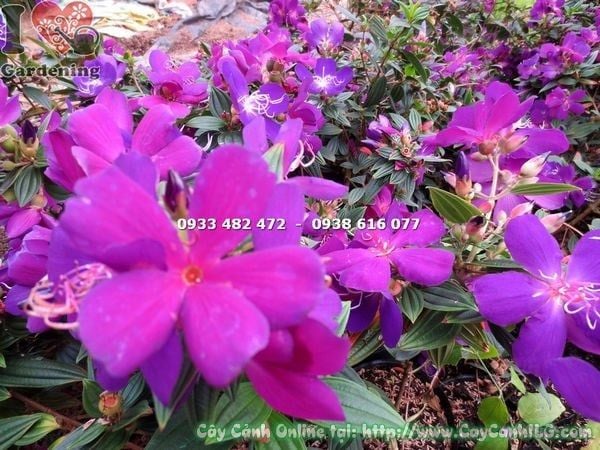 Cây Sim Thái – Ý Nghĩa, Cách Chăm Sóc & Mua Bán Sỉ Lẻ Giá Tốt Tại TP.HCM