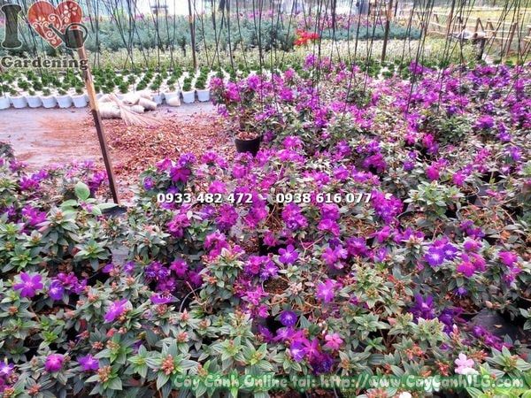 Cây Sim Thái – Ý Nghĩa, Cách Chăm Sóc & Mua Bán Sỉ Lẻ Giá Tốt Tại TP.HCM