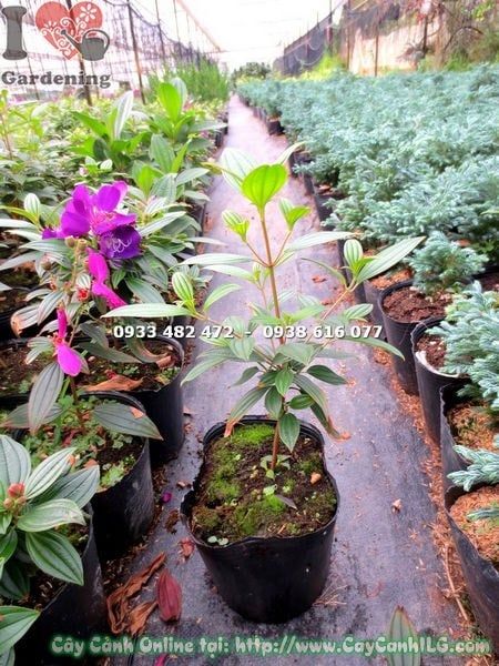 Cây Sim Thái Hoa Tím – Ý Nghĩa, Cách Chăm Sóc & Mua Bán Sỉ Lẻ Giá Tốt Tại TP.HCM