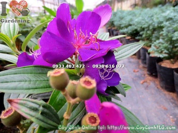 Cây Sim Thái Hoa Tím – Ý Nghĩa, Cách Chăm Sóc & Mua Bán Sỉ Lẻ Giá Tốt Tại TP.HCM