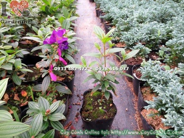 Cây Sim Thái Hoa Tím – Ý Nghĩa, Cách Chăm Sóc & Mua Bán Sỉ Lẻ Giá Tốt Tại TP.HCM