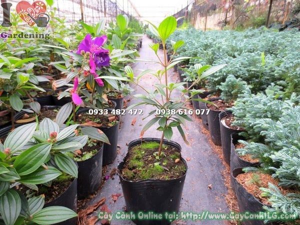 Cây Sim Thái Hoa Tím – Ý Nghĩa, Cách Chăm Sóc & Mua Bán Sỉ Lẻ Giá Tốt Tại TP.HCM