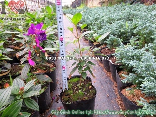 Cây Sim Thái Hoa Tím – Ý Nghĩa, Cách Chăm Sóc & Mua Bán Sỉ Lẻ Giá Tốt Tại TP.HCM