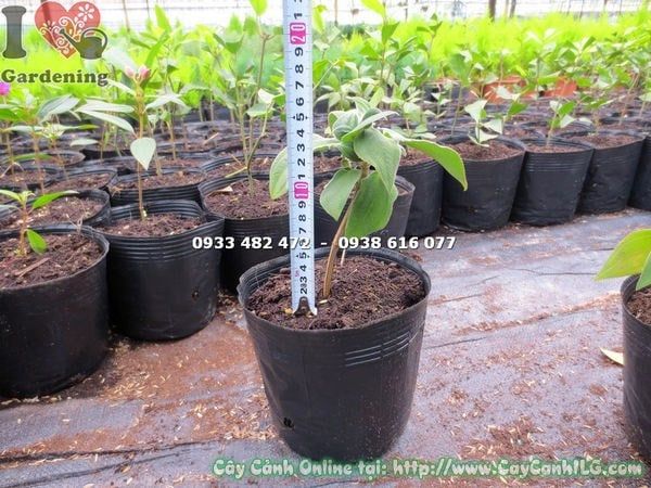 Cây Sim Úc Tím – Ý Nghĩa, Cách Chăm Sóc & Mua Bán Sỉ Lẻ Giá Tốt Tại TP.HCM