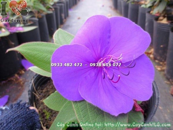 Cây Sim Úc Tím – Ý Nghĩa, Cách Chăm Sóc & Mua Bán Sỉ Lẻ Giá Tốt Tại TP.HCM