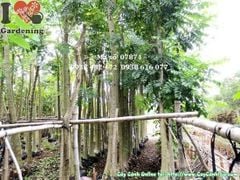 Mua Bán Cây Sò Đo Cam (Hoa Chuông Đỏ, Phượng Hoàng Đỏ) sỉ & lẻ giá tốt TP. Hồ Chí Minh