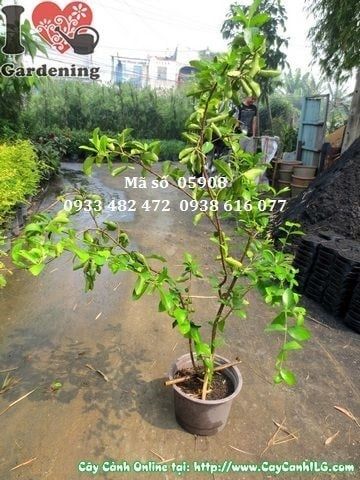 Cây Sơ Ri – Ý Nghĩa, Cách Chăm Sóc & Mua Bán Sỉ Lẻ Giá Tốt Tại TP.HCM