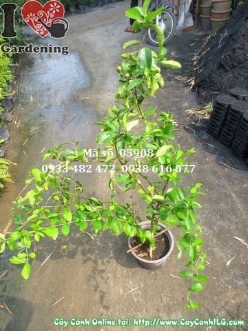 Cây Sơ Ri – Ý Nghĩa, Cách Chăm Sóc & Mua Bán Sỉ Lẻ Giá Tốt Tại TP.HCM