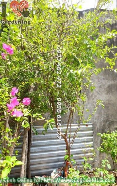 Cây Sơ Ri – Ý Nghĩa, Cách Chăm Sóc & Mua Bán Sỉ Lẻ Giá Tốt Tại TP.HCM