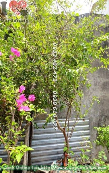 Cây Sơ Ri – Ý Nghĩa, Cách Chăm Sóc & Mua Bán Sỉ Lẻ Giá Tốt Tại TP.HCM