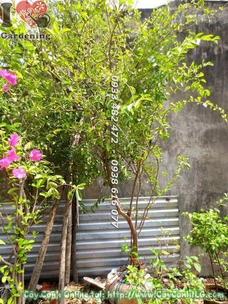 Cây Sơ Ri – Ý Nghĩa, Cách Chăm Sóc & Mua Bán Sỉ Lẻ Giá Tốt Tại TP.HCM