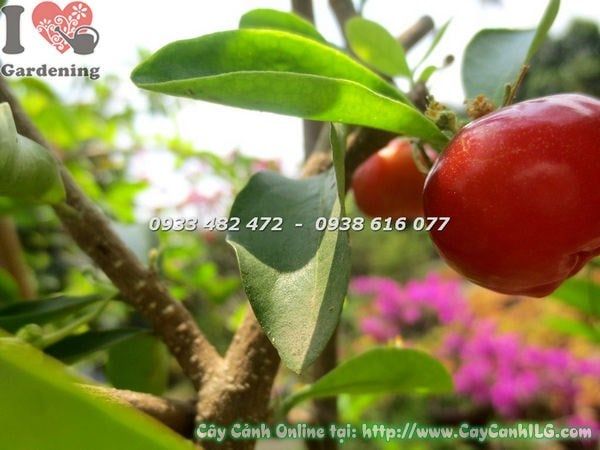 Cây Sơ Ri – Ý Nghĩa, Cách Chăm Sóc & Mua Bán Sỉ Lẻ Giá Tốt Tại TP.HCM