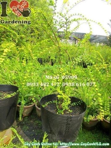 Cây Sơn Liễu – Ý Nghĩa, Cách Chăm Sóc & Mua Bán Sỉ Lẻ Giá Tốt Tại TP.HCM