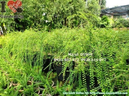 Cây Sơn Liễu – Ý Nghĩa, Cách Chăm Sóc & Mua Bán Sỉ Lẻ Giá Tốt Tại TP.HCM
