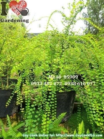 Cây Sơn Liễu – Ý Nghĩa, Cách Chăm Sóc & Mua Bán Sỉ Lẻ Giá Tốt Tại TP.HCM