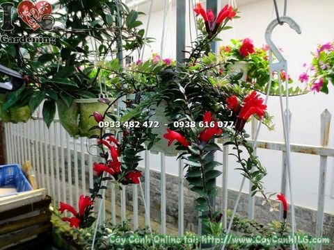 Cây Son Môi Lá – Ý Nghĩa, Cách Chăm Sóc & Mua Bán Sỉ Lẻ Giá Tốt Tại TP.HCM