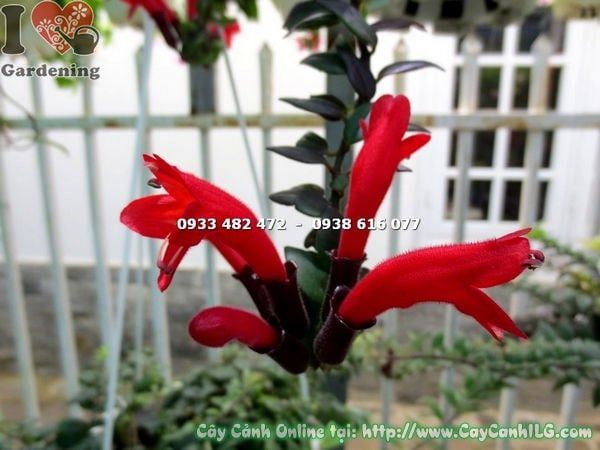 Cây Son Môi Lá – Ý Nghĩa, Cách Chăm Sóc & Mua Bán Sỉ Lẻ Giá Tốt Tại TP.HCM