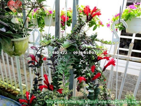 Cây Son Môi Lá – Ý Nghĩa, Cách Chăm Sóc & Mua Bán Sỉ Lẻ Giá Tốt Tại TP.HCM