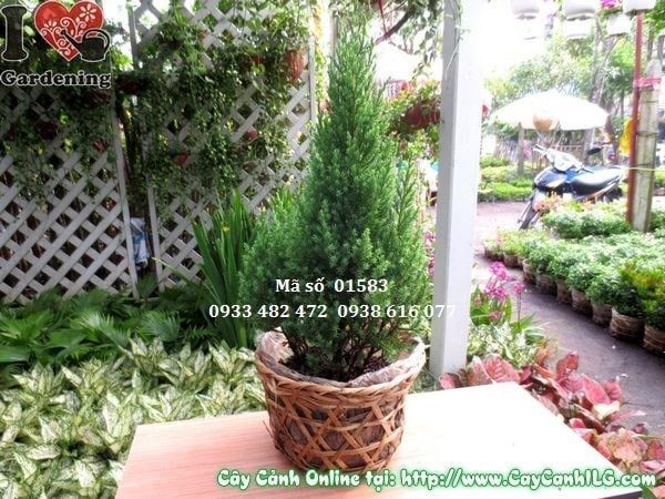 Cây Sơn Tùng – Ý Nghĩa, Cách Chăm Sóc & Mua Bán Sỉ Lẻ Giá Tốt Tại TP.HCM